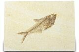 Detailed Fossil Fish (Diplomystus) - Wyoming #318258-1